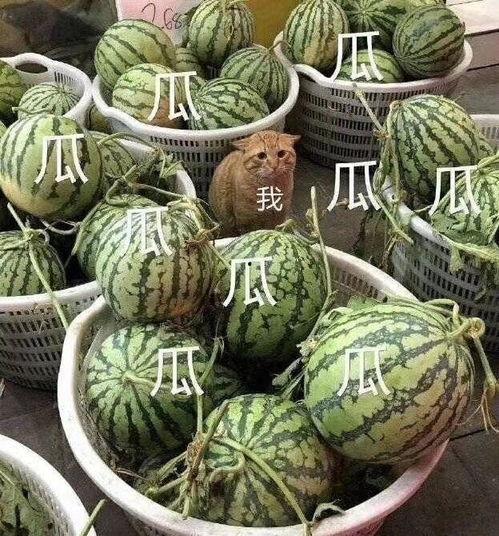 奔跑吧吃瓜头像高清,高清头像背后的趣味故事