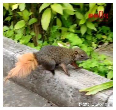 龙虎鼠最新爆料图片视频,独家图片视频揭秘幕后真相